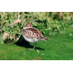 Least Sandpiper Cornwall 2