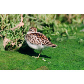 Least Sandpiper Cornwall 2
