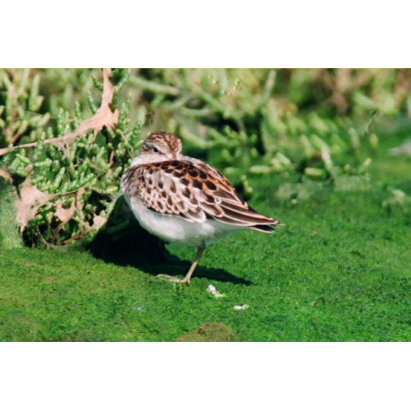 Least Sandpiper Cornwall 2