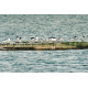 Lesser Crested Tern, Spurne