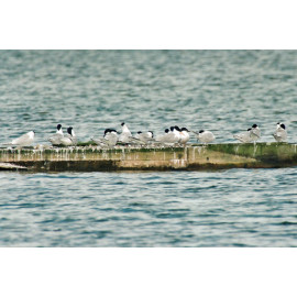 Lesser Crested Tern, Spurne