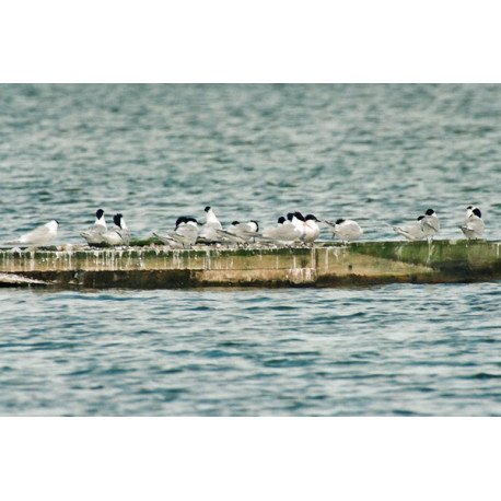 Lesser Crested Tern, Spurne