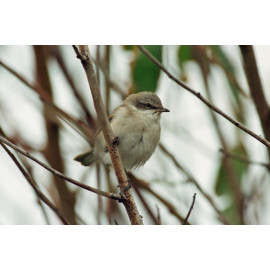 Lesser Whitethroat