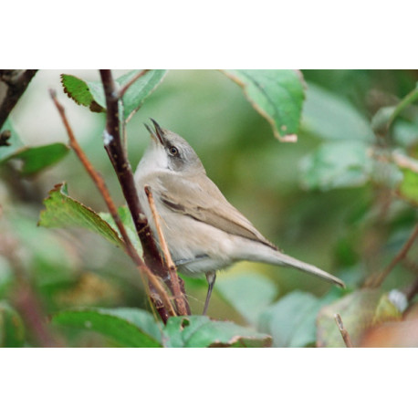 Lesser Whitethroat 1