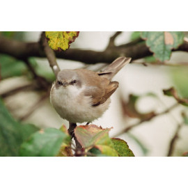Lesser Whitethroat 2