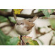 Lesser Whitethroat 2