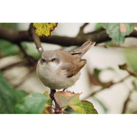 Lesser Whitethroat 2
