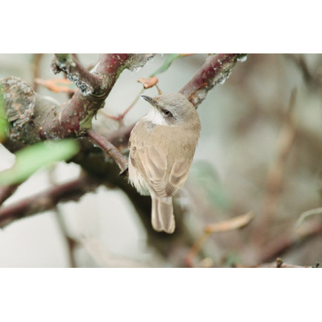 Lesser Whitethroat 3