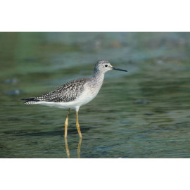 Lesser Yellowlegs, Canada