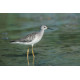 Lesser Yellowlegs, Canada