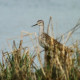 Lesser Yellowlegs, Fleet