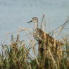 Lesser Yellowlegs, Fleet