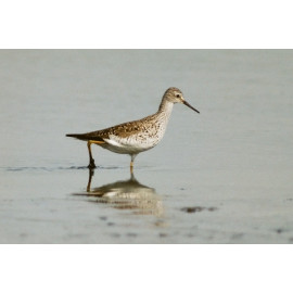 Lesser Yellowlegs, Fleet 1