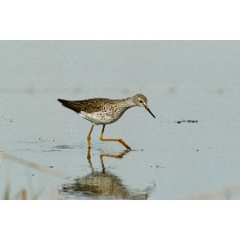 Lesser Yellowlegs, Fleet 2