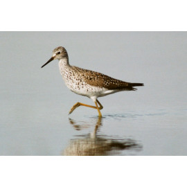 Lesser Yellowlegs, Fleet 3