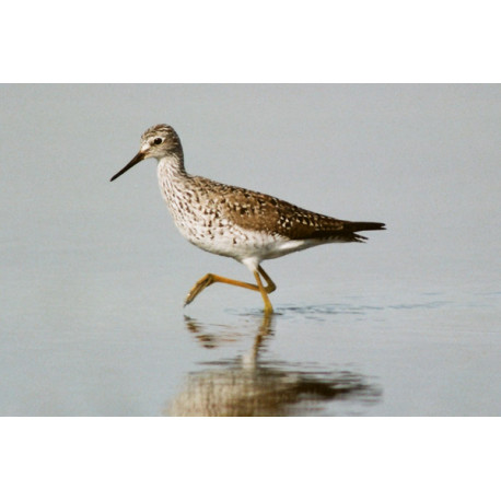Lesser Yellowlegs, Fleet 3