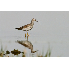 Lesser Yellowlegs, Fleet 4