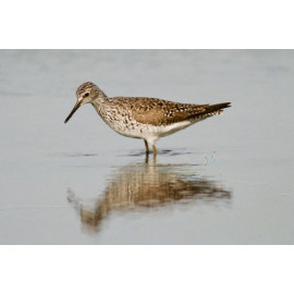 Lesser Yellowlegs, Fleet 5