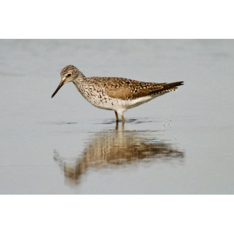 Lesser Yellowlegs, Fleet 5