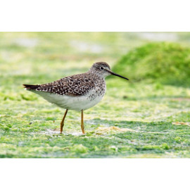 Lesser Yellowlegs, Lytchett