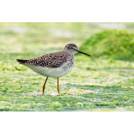 Lesser Yellowlegs, Lytchett