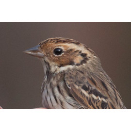 Little Bunting Spurn