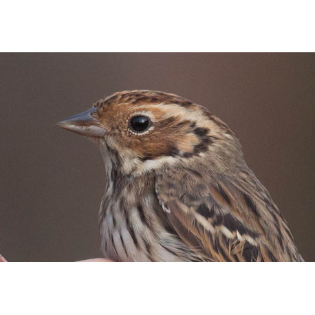 Little Bunting Spurn