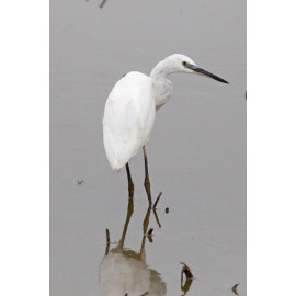 Little Egret Minsmere