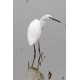 Little Egret Minsmere