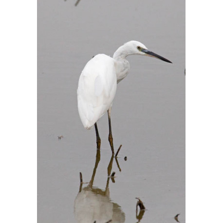 Little Egret Minsmere