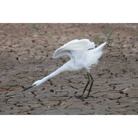 Little Egret Ruffled Feathers