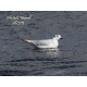 Little Gull 2013