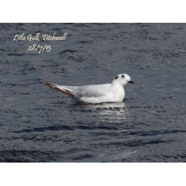 Little Gull 2013