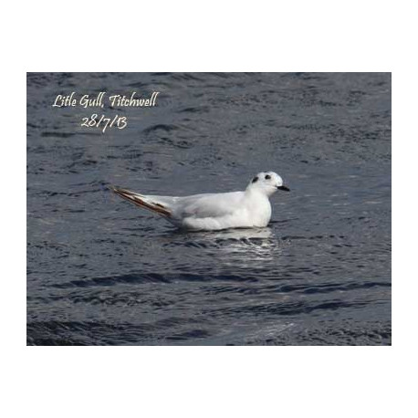 Little Gull 2013