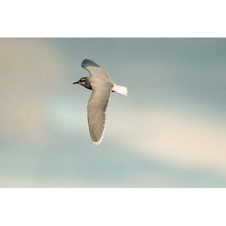 Little Gull Cemlyn Bay