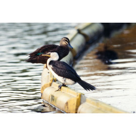 Little Pied Cormorant and Duck