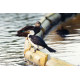 Little Pied Cormorant and Duck