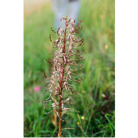 Lizard orchid 1