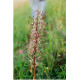 Lizard orchid 1