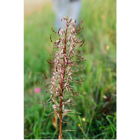 Lizard orchid 1
