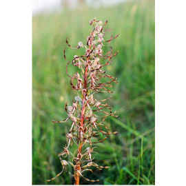 Lizard orchid 2