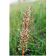 Lizard orchid 2