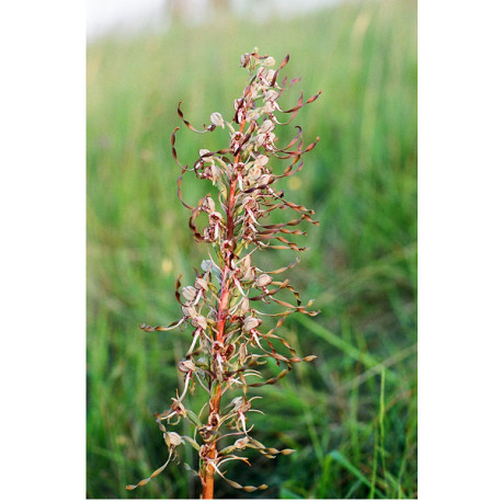 Lizard orchid 2