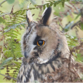 Long Eared Owl Norfolk