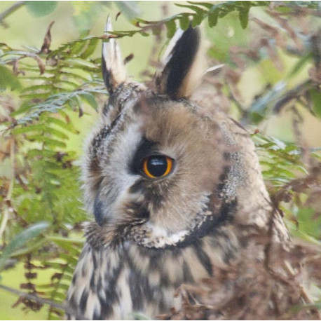 Long Eared Owl Norfolk