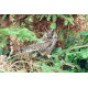 Long Eared Owl Scillies