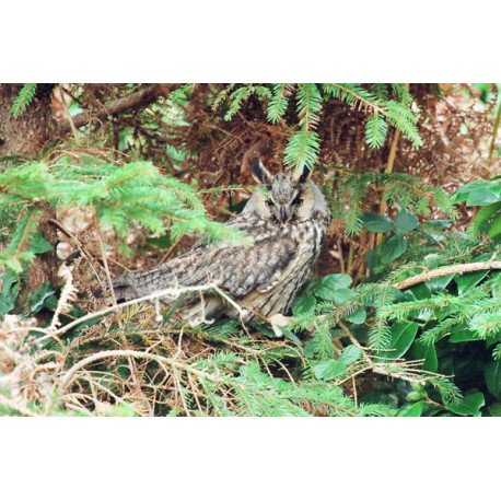 Long Eared Owl Scillies