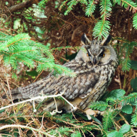 Long Eared Owl Scillies 1