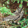 Long Eared Owl Scillies 1
