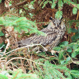 Long Eared Owl Scillies 2